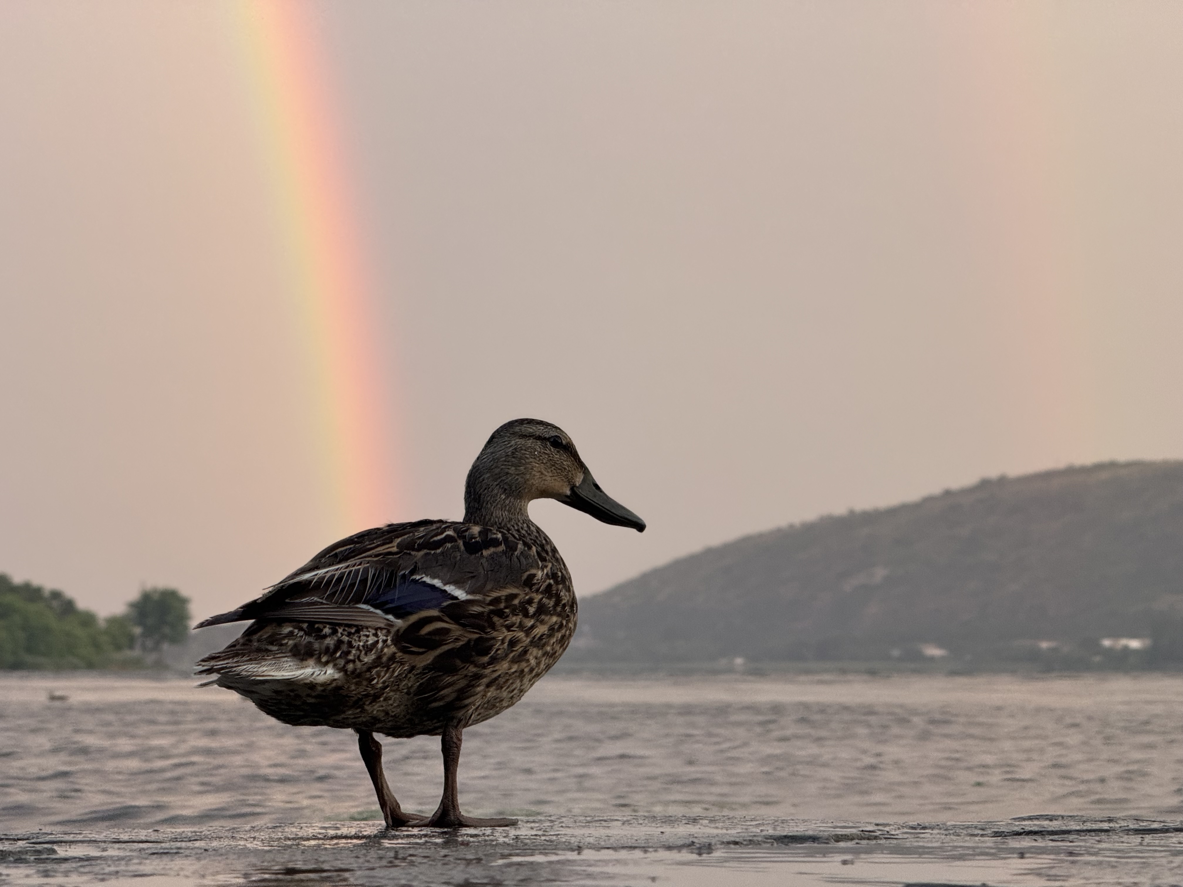 Duck and Rainbow